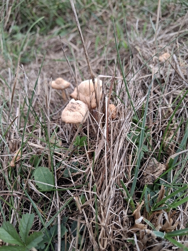 fairy ring marasmius
