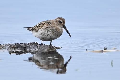 Dunlin