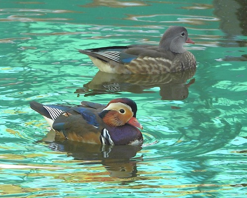Mandarin Duck