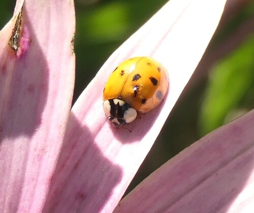 Asian Lady Beetle