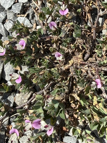 Korean bushclover
