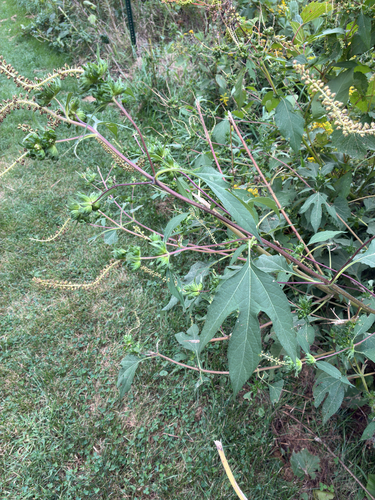 giant ragweed