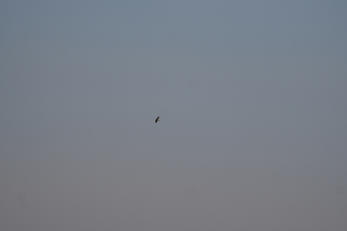 iNaturalist image