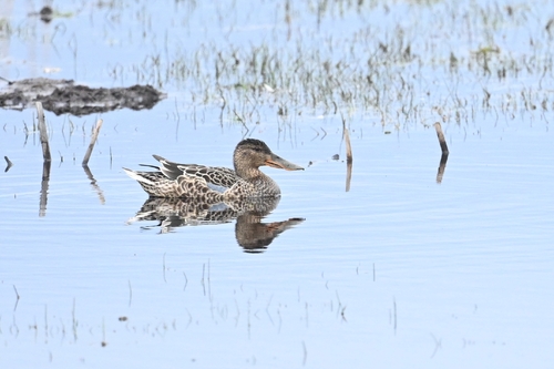 Northern Shoveler