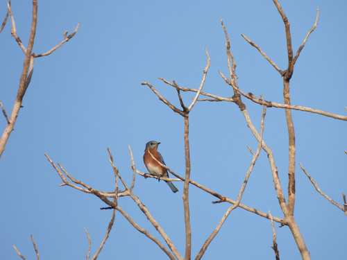 Eastern Bluebird