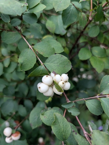 Common Snowberry