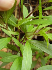 Procecidochares alani