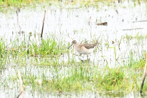 Wood Sandpiper