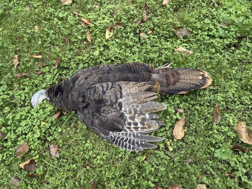 Wild Turkey