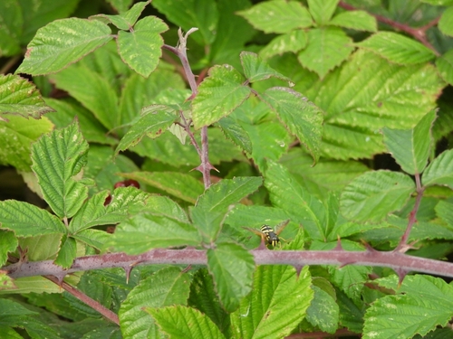 Hook-barred Spearhorn