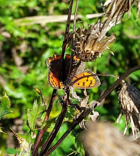Small Copper