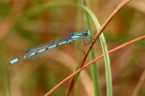Common Blue Damselfly