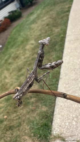 Carolina Mantis