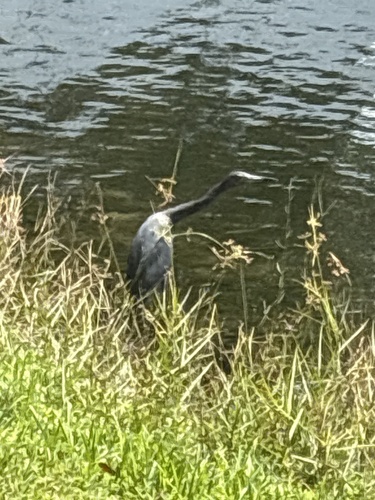 Little Blue Heron