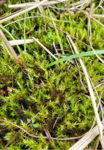 Drepanocladus polygamus observed 2026-05-29