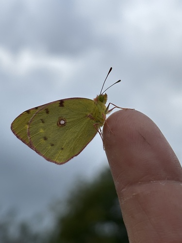 Clouded Yellow