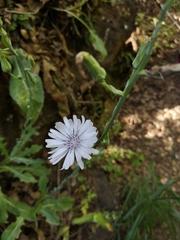 Lactuca tuberosa