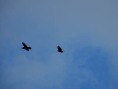 Common Raven