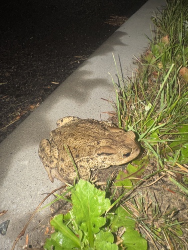 European Toad