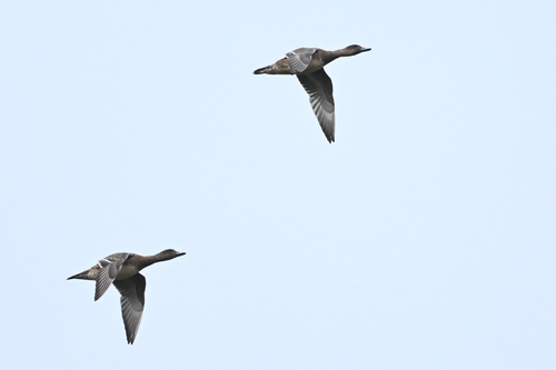 Eurasian Wigeon