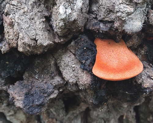 Beefsteak Polypore