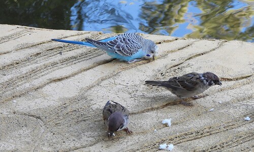Budgerigar