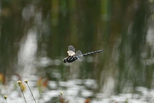 Subarctic Darner