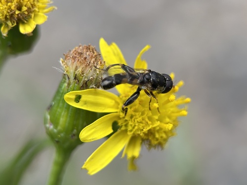 Thick-legged Hover Fly