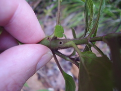Procecidochares alani