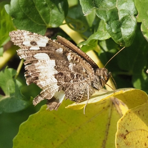 Great Banded Grayling