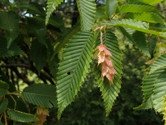 Carpinus japonica