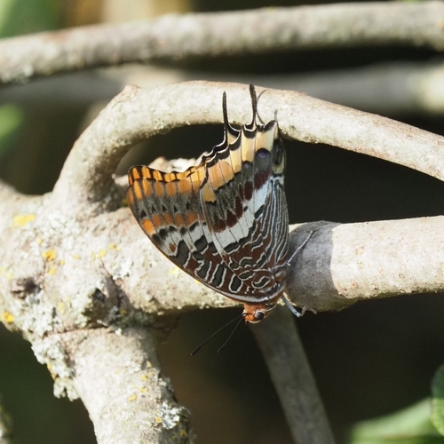 Two-tailed Pasha