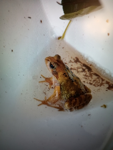 European Common Frog