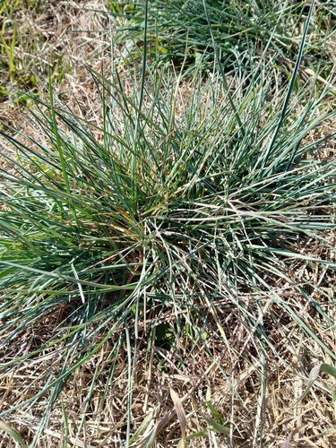 Paspalum quadrifarium, 2026-09-16
