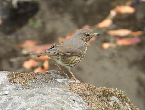 Song Thrush