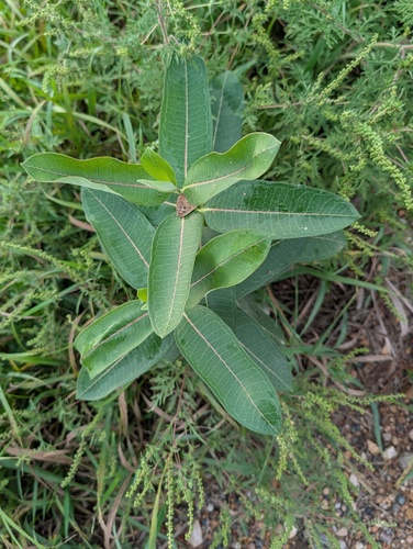 common milkweed