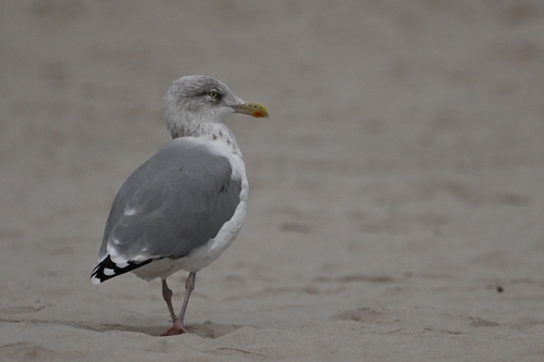 European Herring Gull