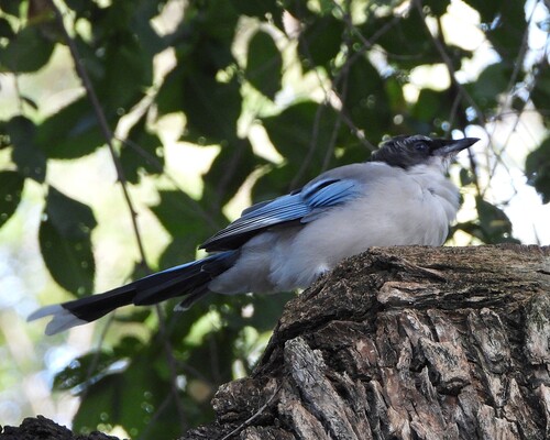 Azure-winged Magpie