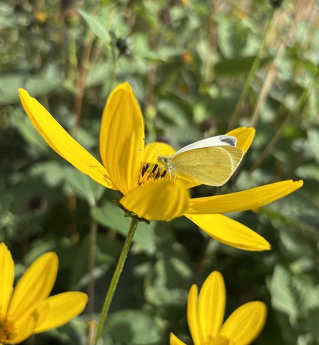 Small White