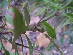 Procecidochares alani