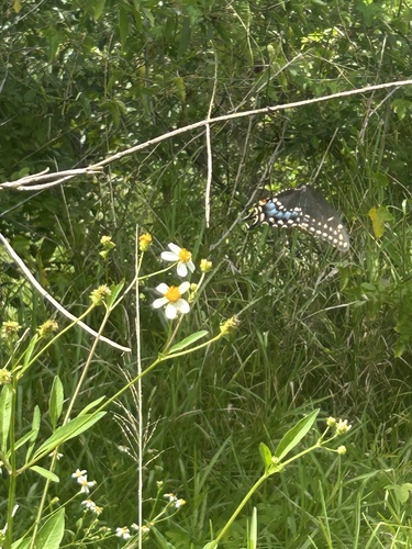 Black Swallowtail