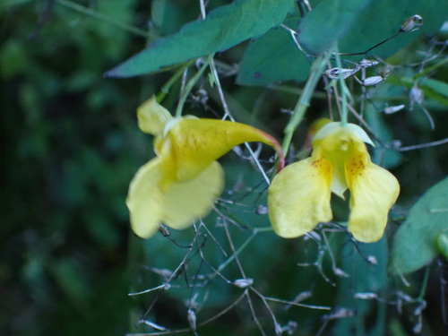 Наблюдение на iNaturalist
