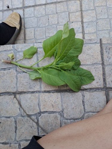 Mexican pokeweed