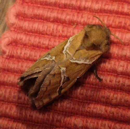 Orange Swift