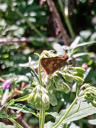 Peck's Skipper