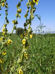 Verbascum galilaeum