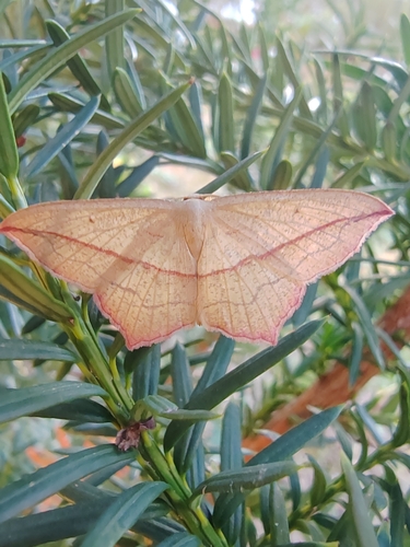 Blood Vein