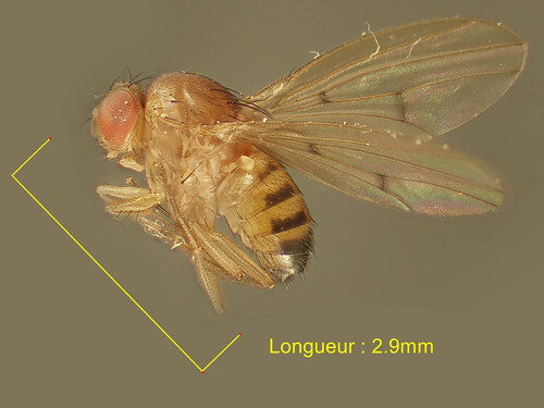 Drosophila kuntzei