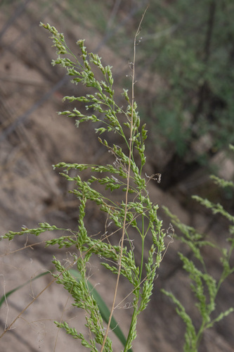 blue panic grass