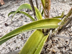 Anigozanthos humilis, photograph (c) pimelea, some rights reserved (CC BY)